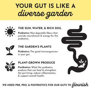 Lemon Ginger 3-in-1 Probiotic Complex